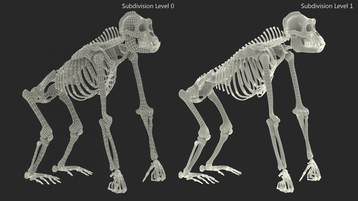 3D Gorilla Skeleton Rigged model