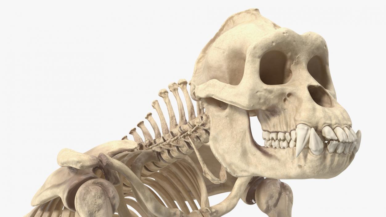 3D Gorilla Skeleton Rigged model