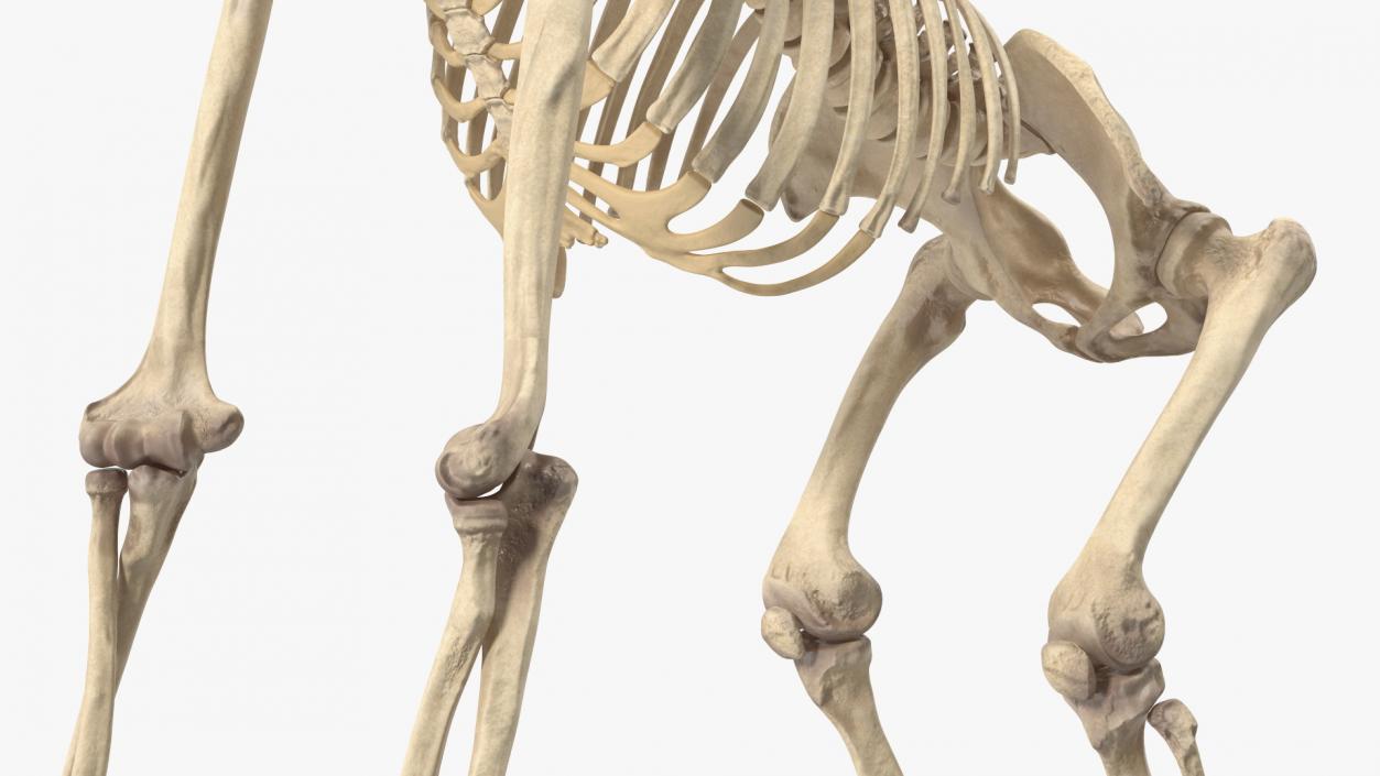 3D Gorilla Skeleton Rigged model