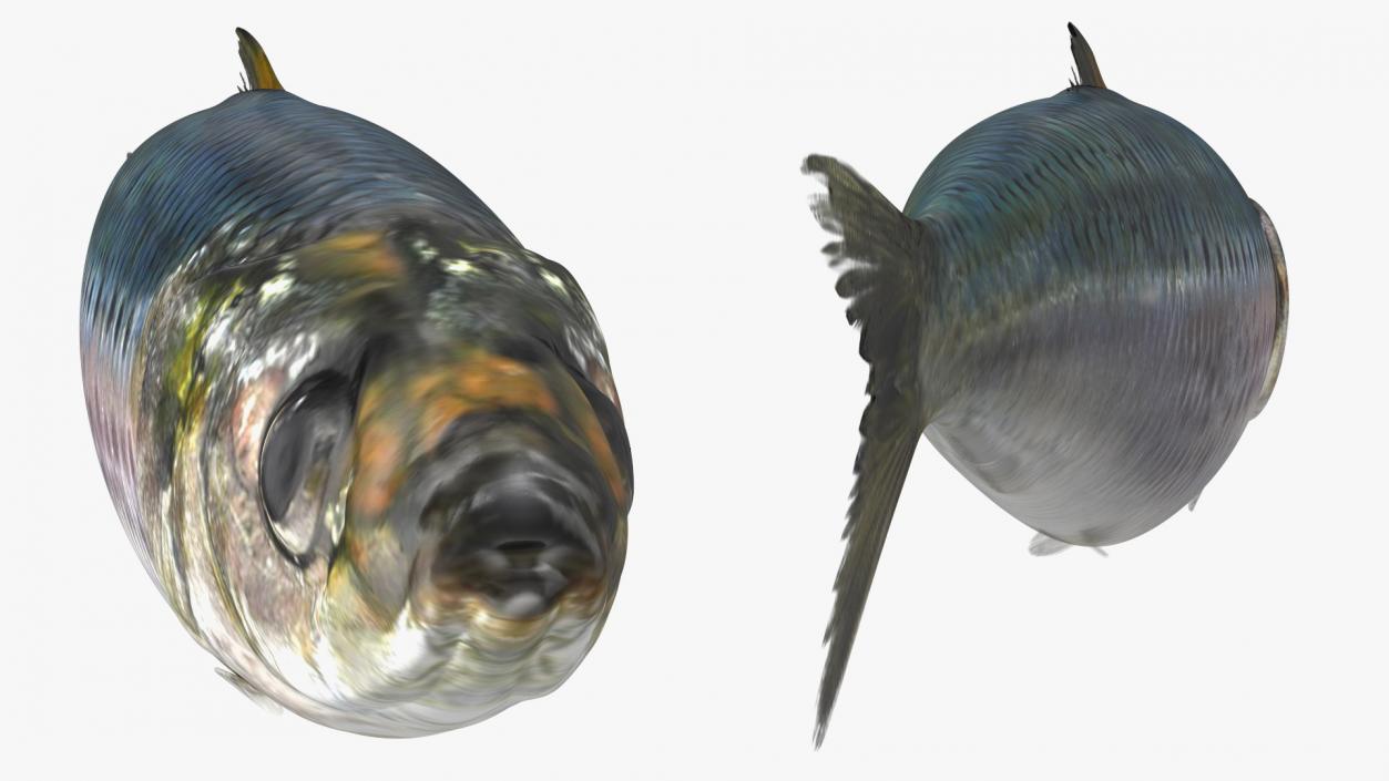 Sardine Fish with Open Can Collection 3D