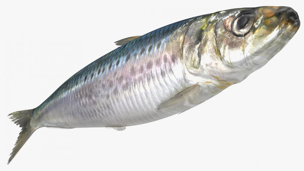 Sardine Fish with Open Can Collection 3D