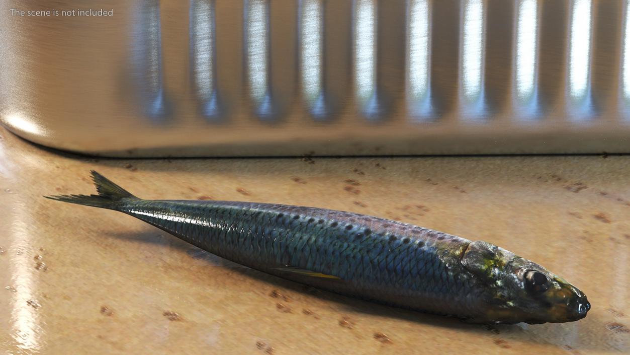 Sardine Fish with Open Can Collection 3D