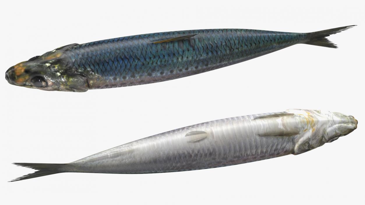 Sardine Fish with Open Can Collection 3D