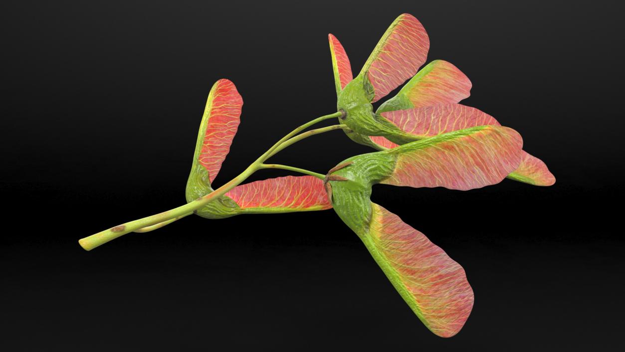 3D Pink Maple Seeds Branch model