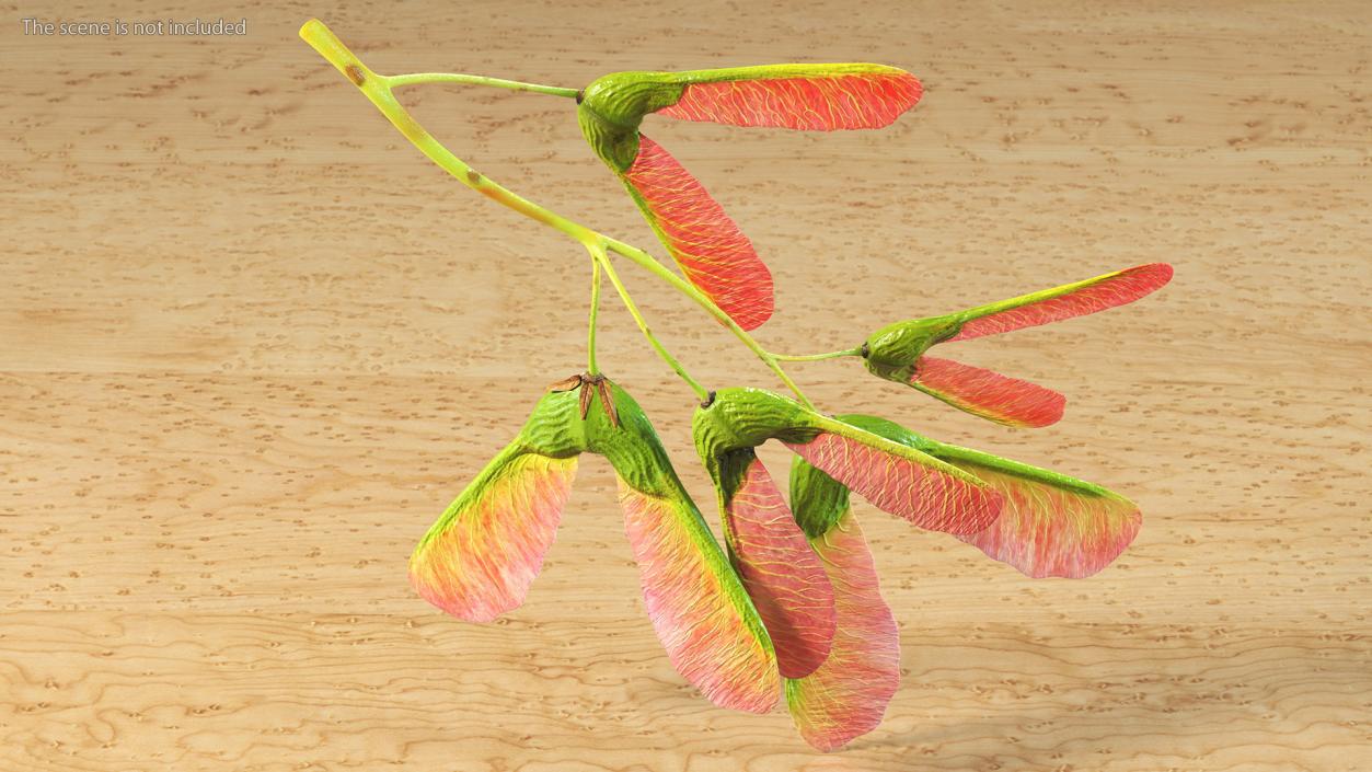 3D Pink Maple Seeds Branch model