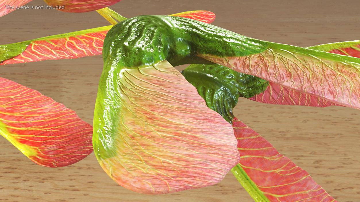 3D Pink Maple Seeds Branch model