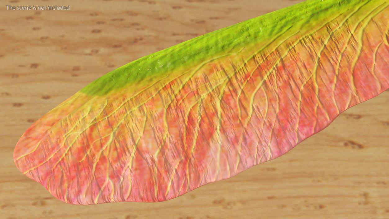 3D Pink Maple Seeds Branch model