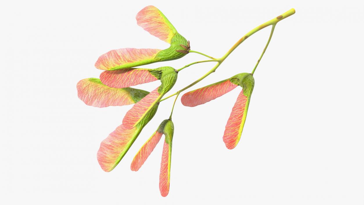 3D Pink Maple Seeds Branch model