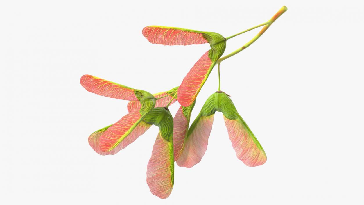 3D Pink Maple Seeds Branch model