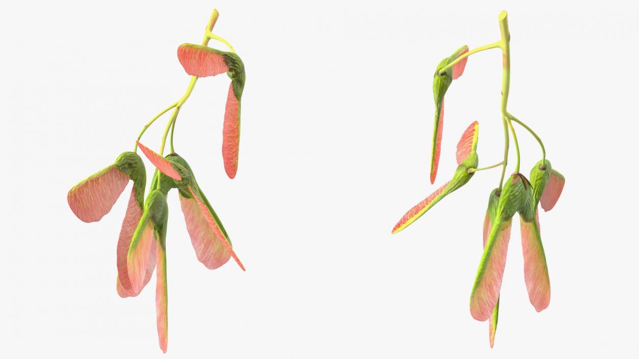 3D Pink Maple Seeds Branch model