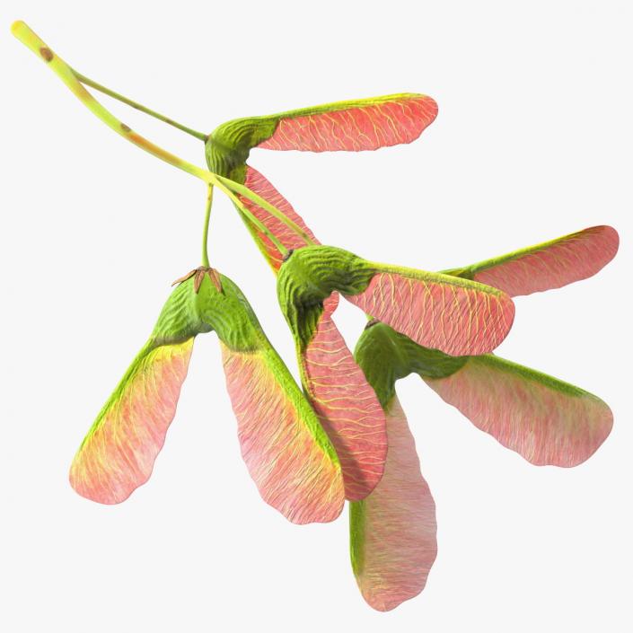 3D Pink Maple Seeds Branch model