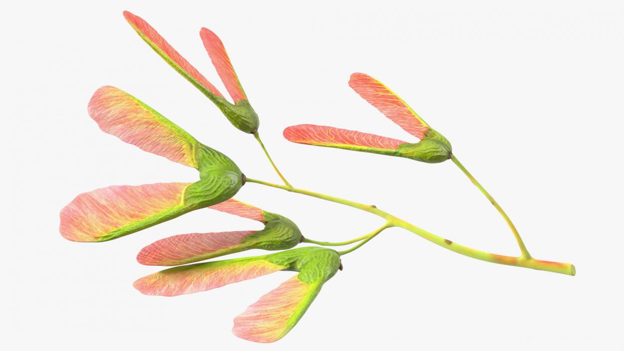 3D Pink Maple Seeds Branch model