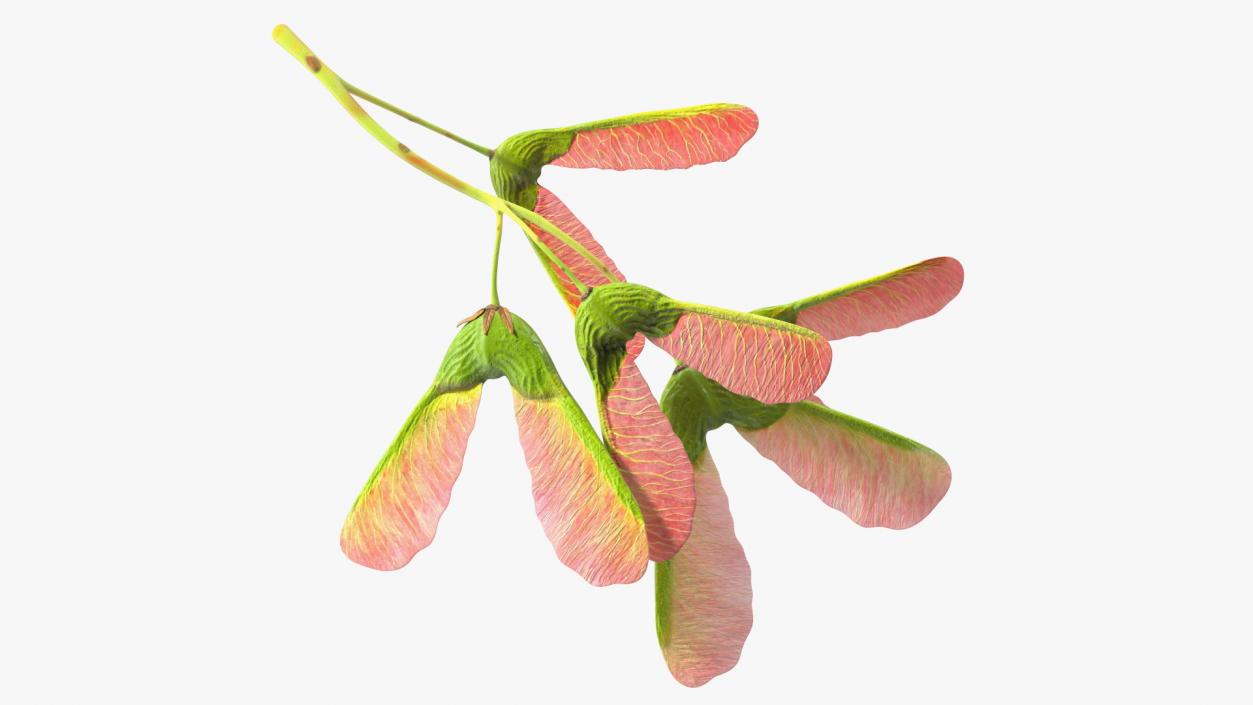 3D Pink Maple Seeds Branch model