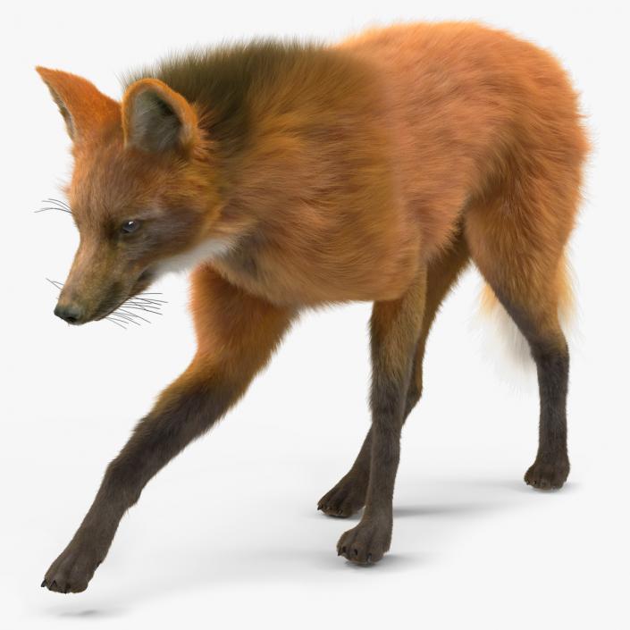 Maned Wolf Walking Pose Fur 3D