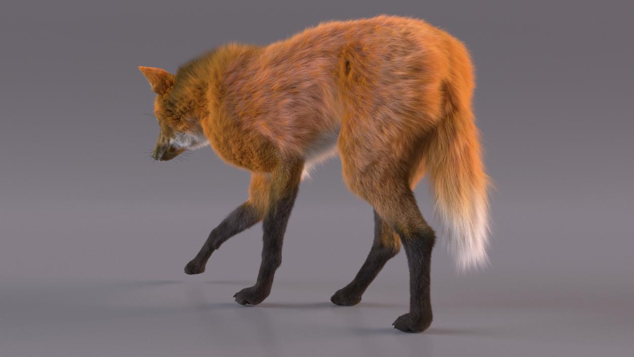 Maned Wolf Walking Pose Fur 3D