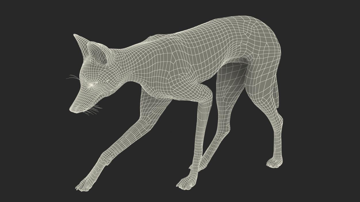 Maned Wolf Walking Pose Fur 3D