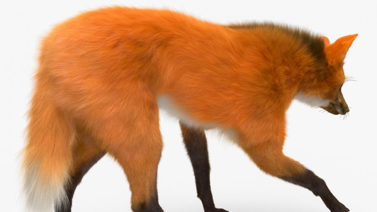 Maned Wolf Walking Pose Fur 3D