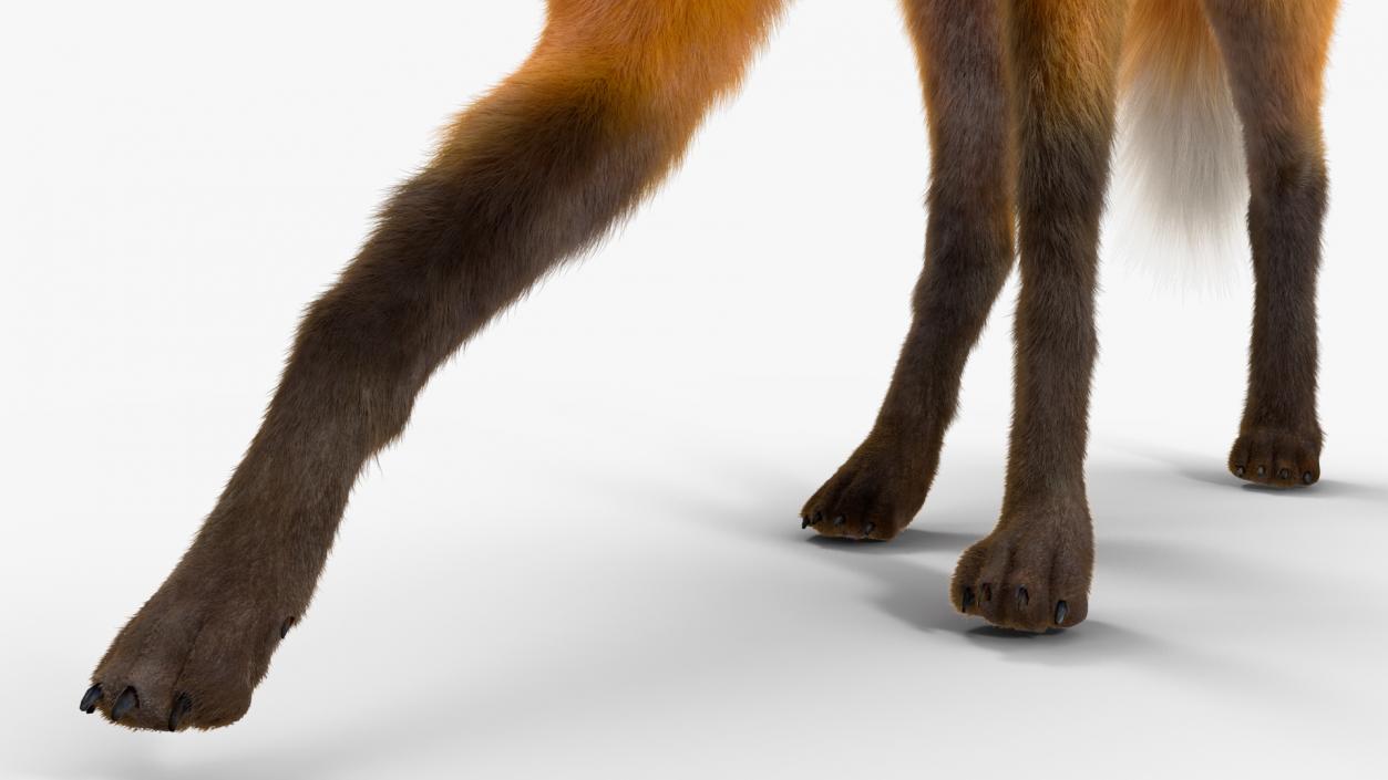 Maned Wolf Walking Pose Fur 3D