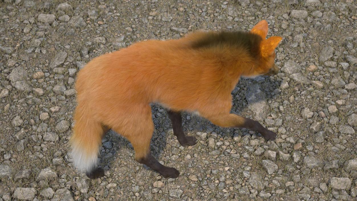 Maned Wolf Walking Pose Fur 3D