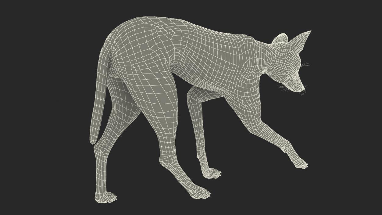 Maned Wolf Walking Pose Fur 3D