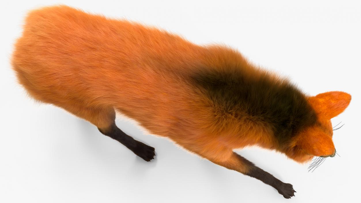 Maned Wolf Walking Pose Fur 3D