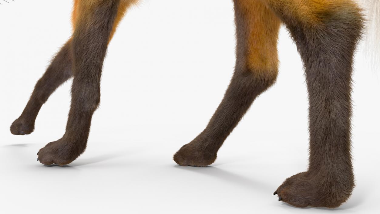 Maned Wolf Walking Pose Fur 3D