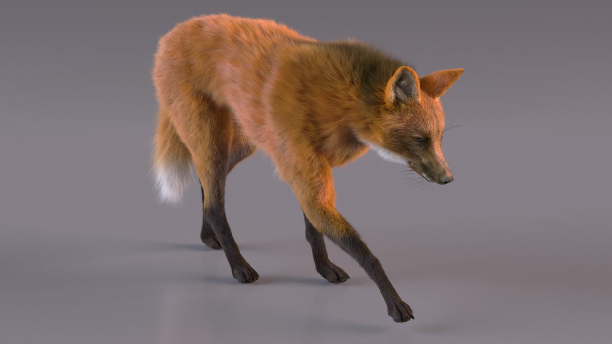 Maned Wolf Walking Pose Fur 3D