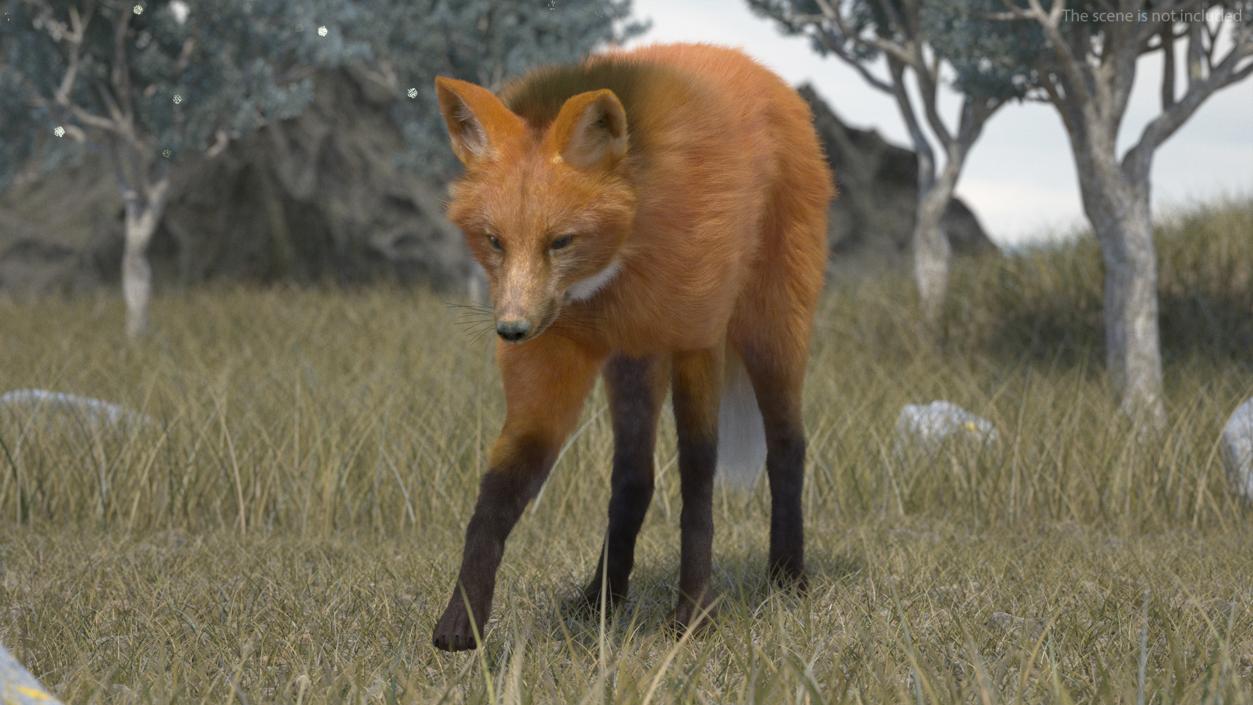 Maned Wolf Walking Pose Fur 3D