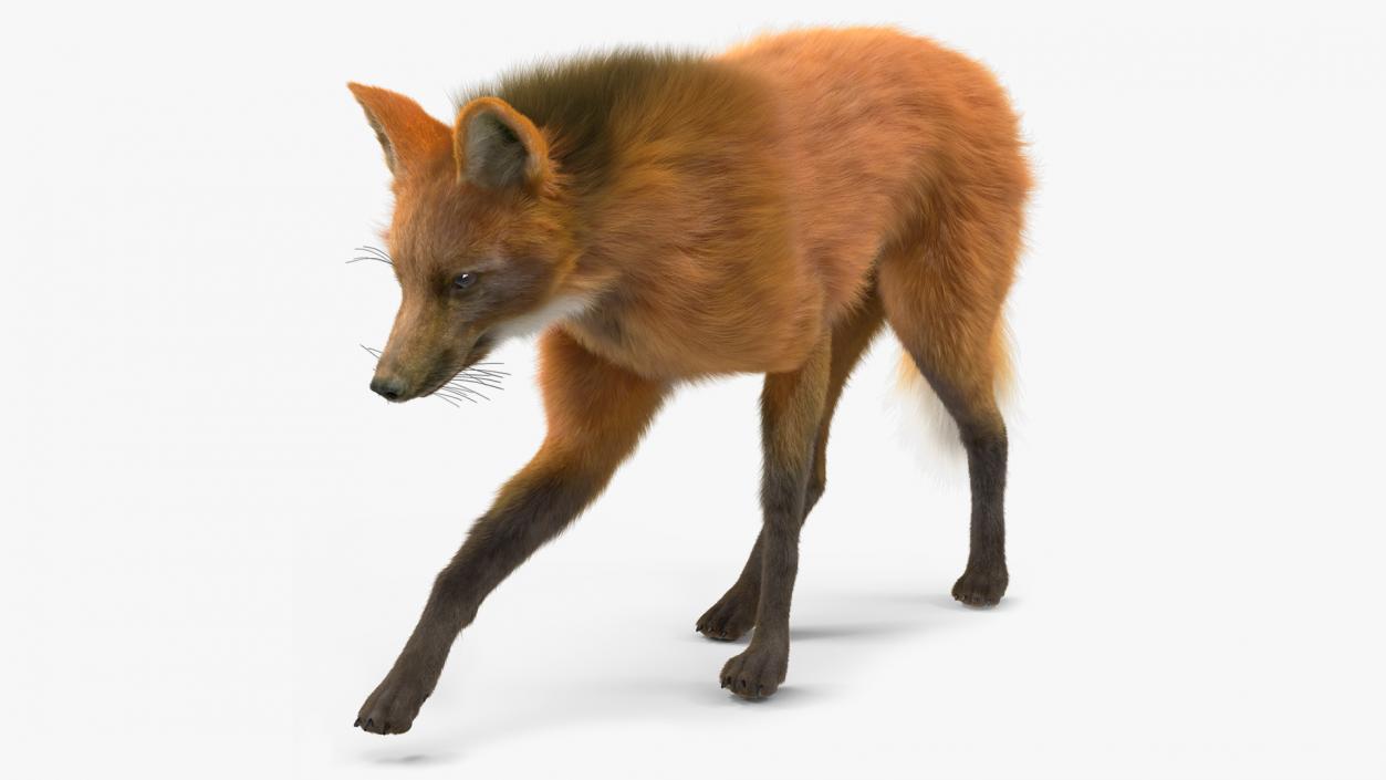 Maned Wolf Walking Pose Fur 3D