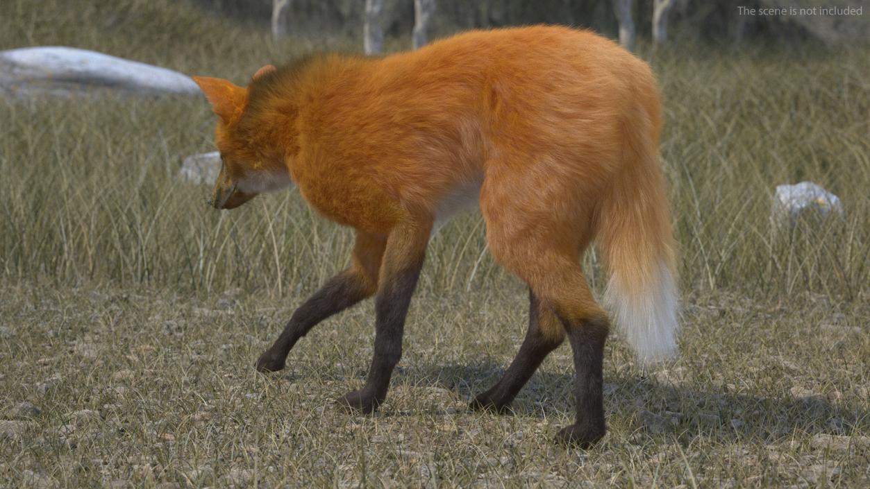 Maned Wolf Walking Pose Fur 3D