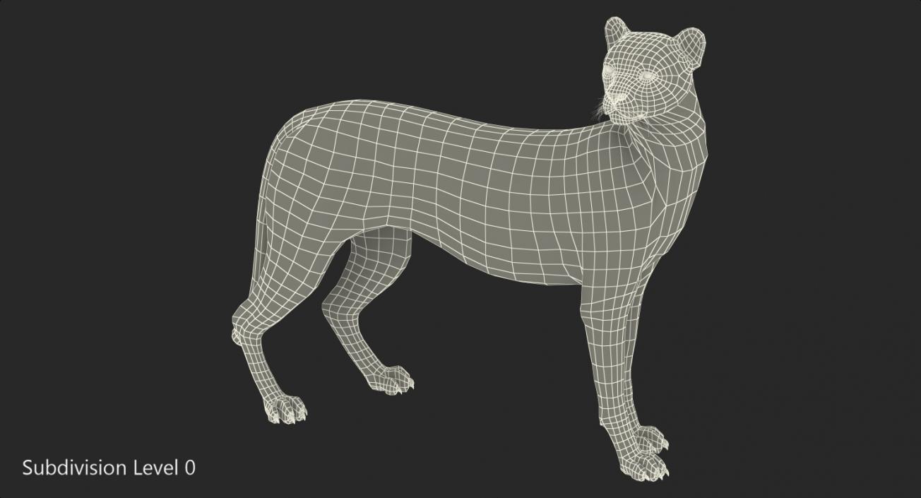 Cheetah Looking Around 3D