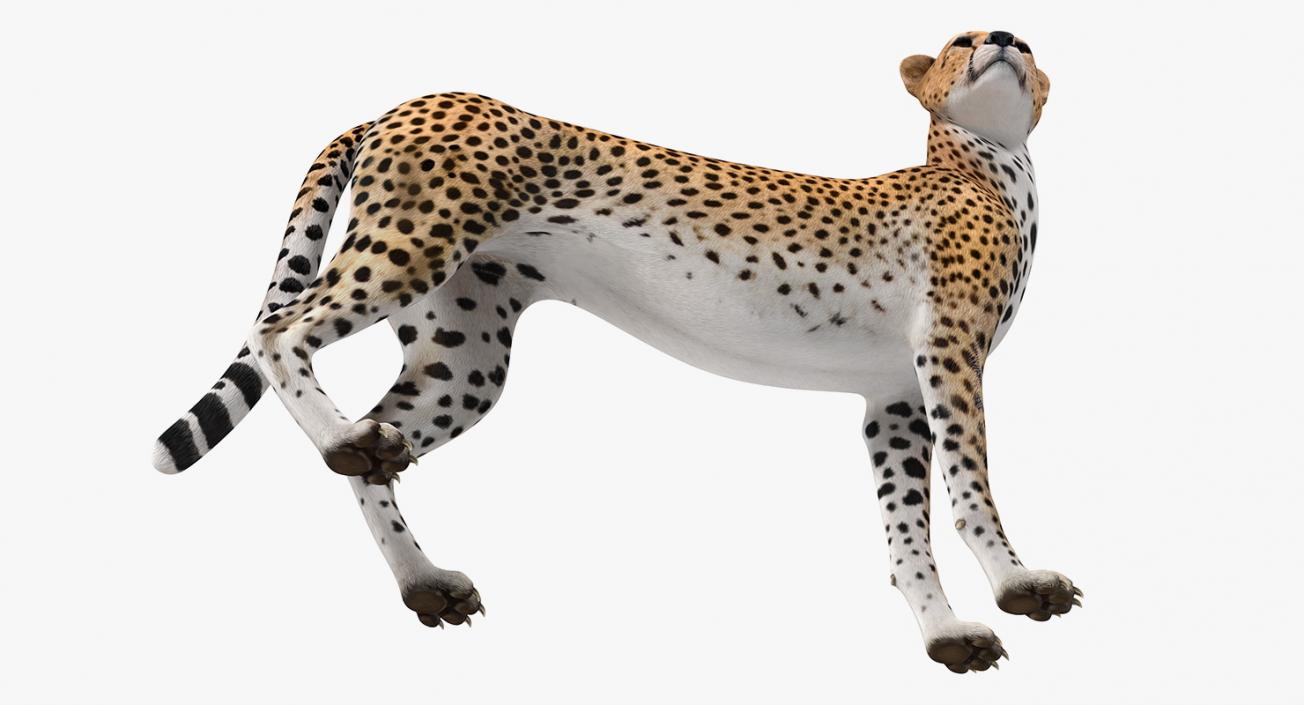 Cheetah Looking Around 3D