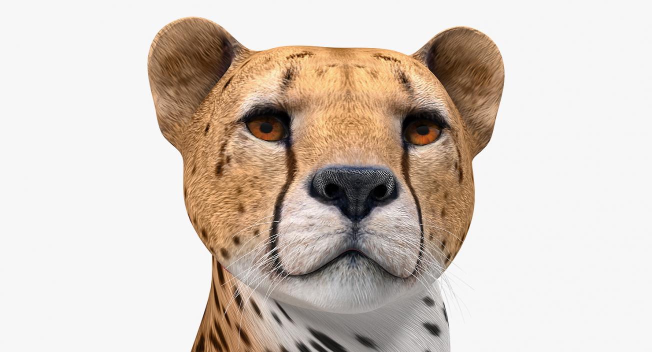 Cheetah Looking Around 3D