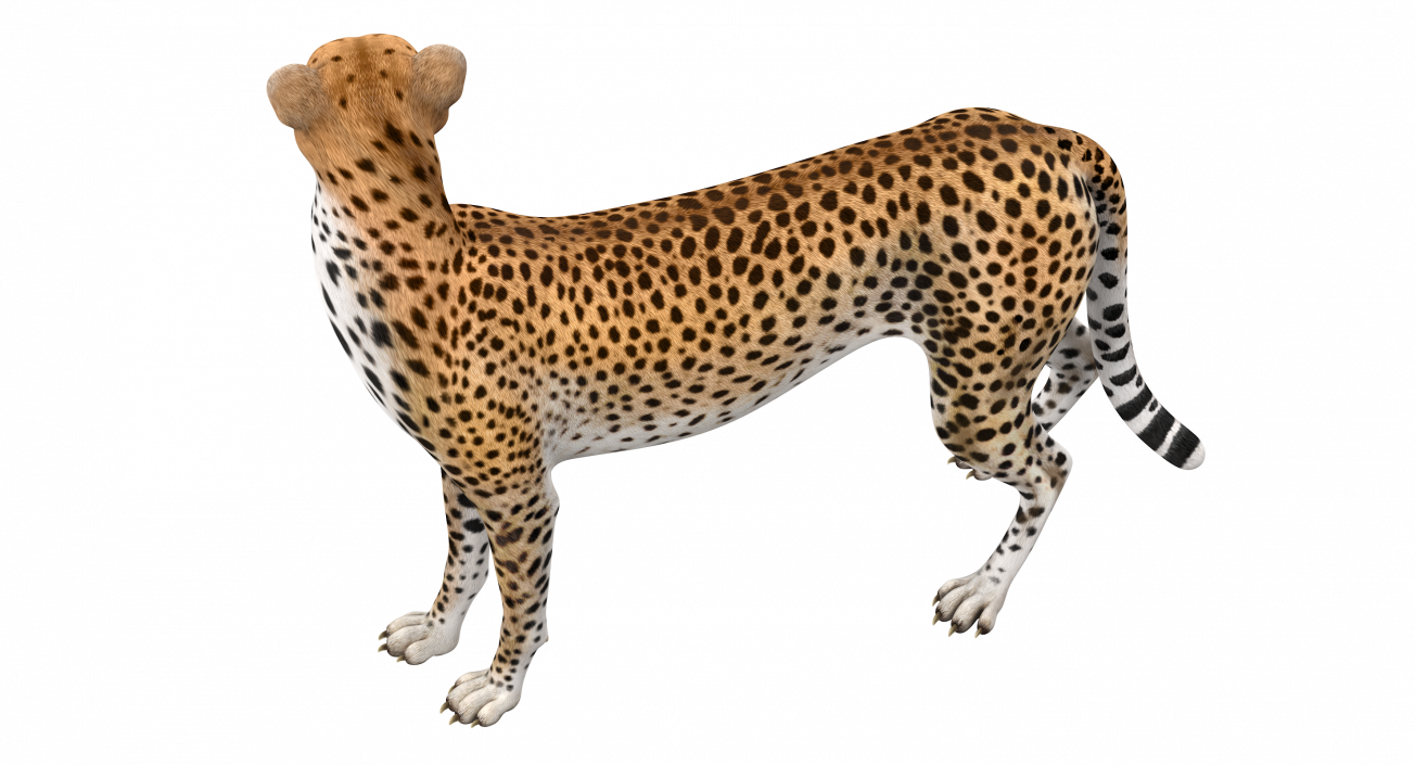 Cheetah Looking Around 3D