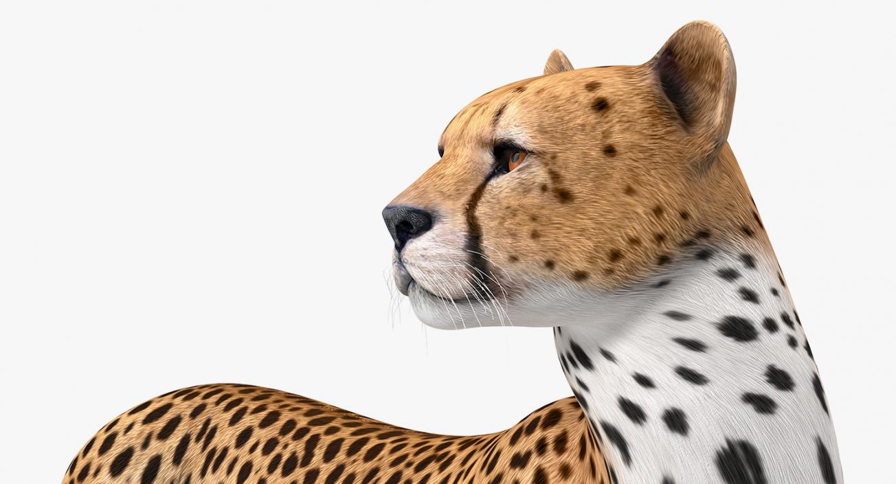 Cheetah Looking Around 3D