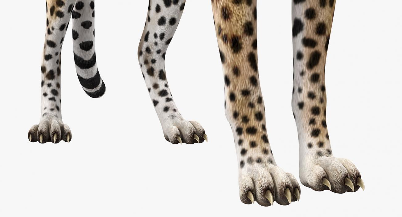 Cheetah Looking Around 3D