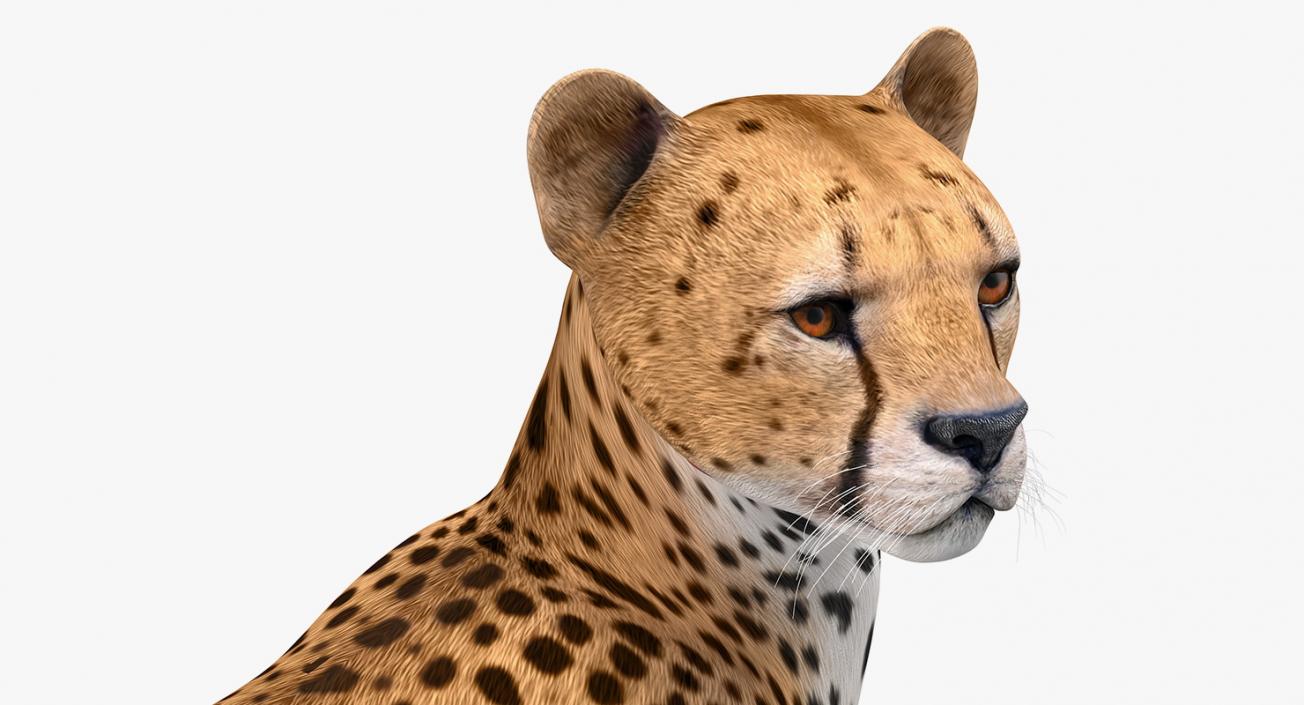 Cheetah Looking Around 3D