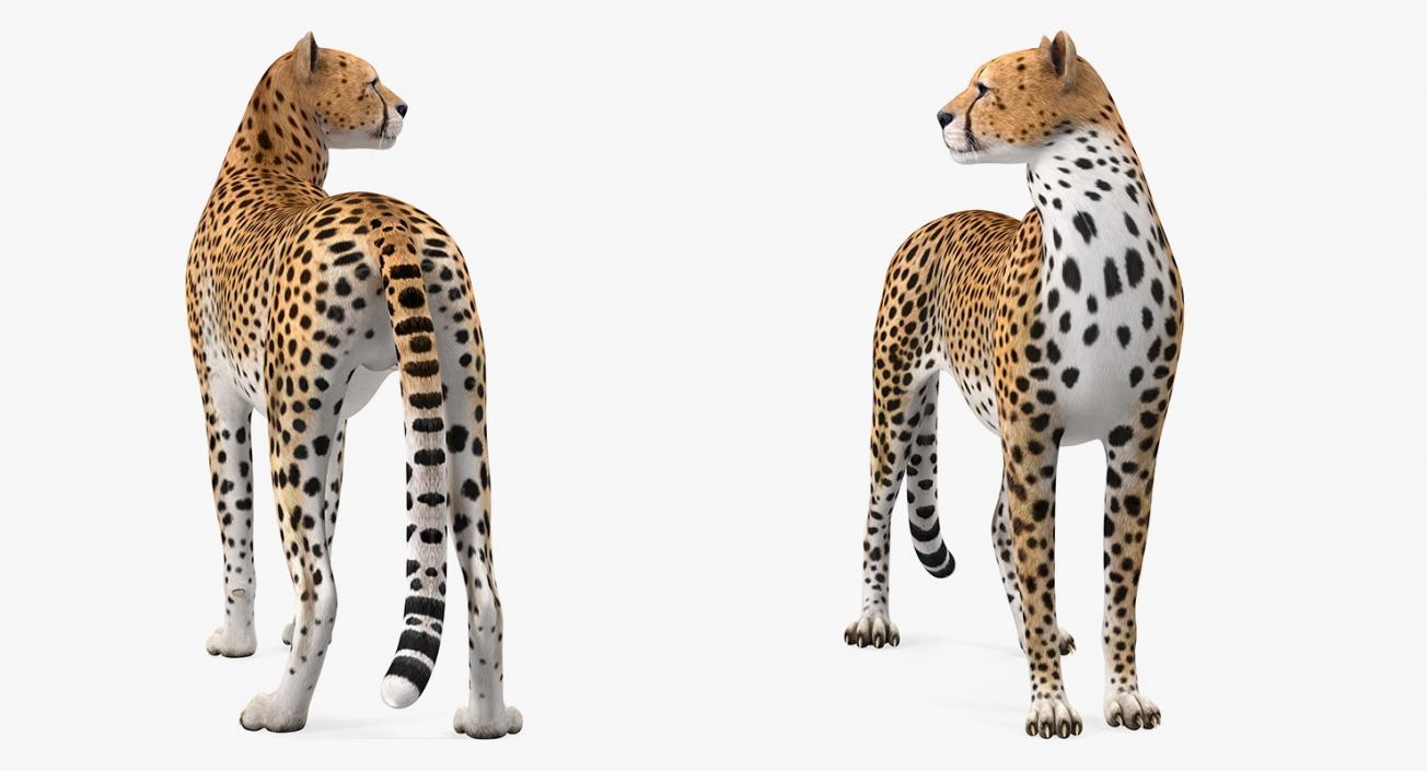 Cheetah Looking Around 3D