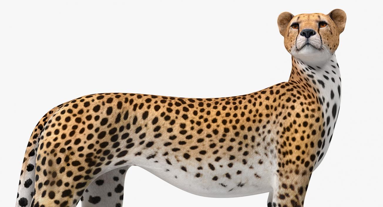 Cheetah Looking Around 3D