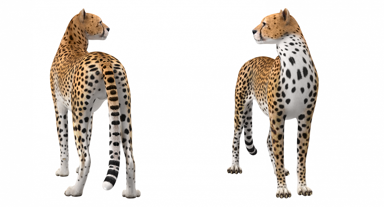 Cheetah Looking Around 3D