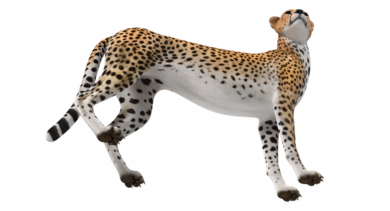 Cheetah Looking Around 3D