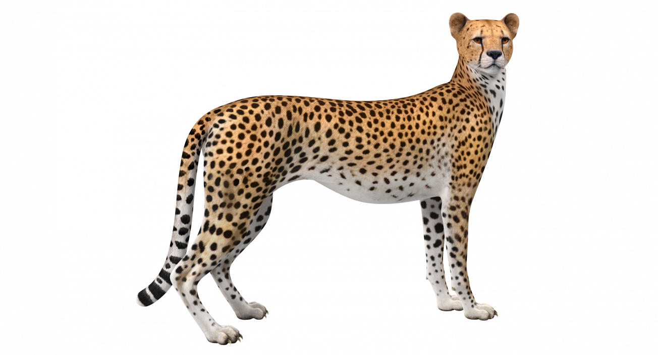 Cheetah Looking Around 3D