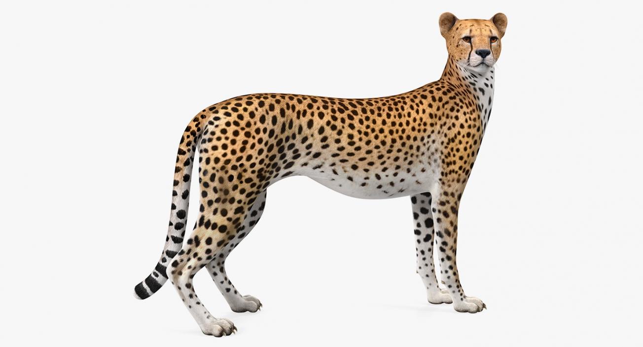 Cheetah Looking Around 3D