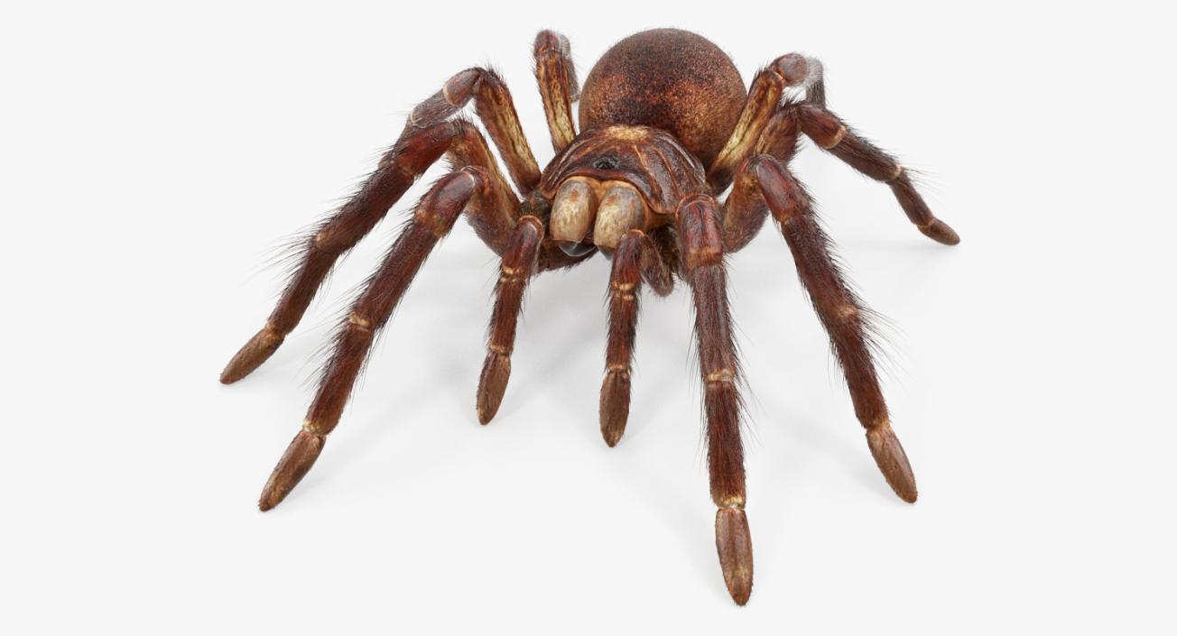 3D Goliath Birdeater with Fur