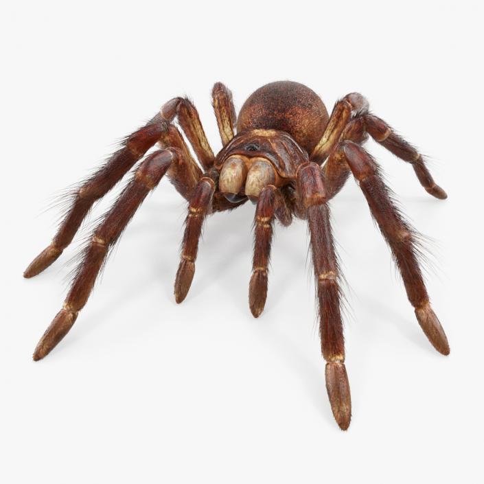 3D Goliath Birdeater with Fur