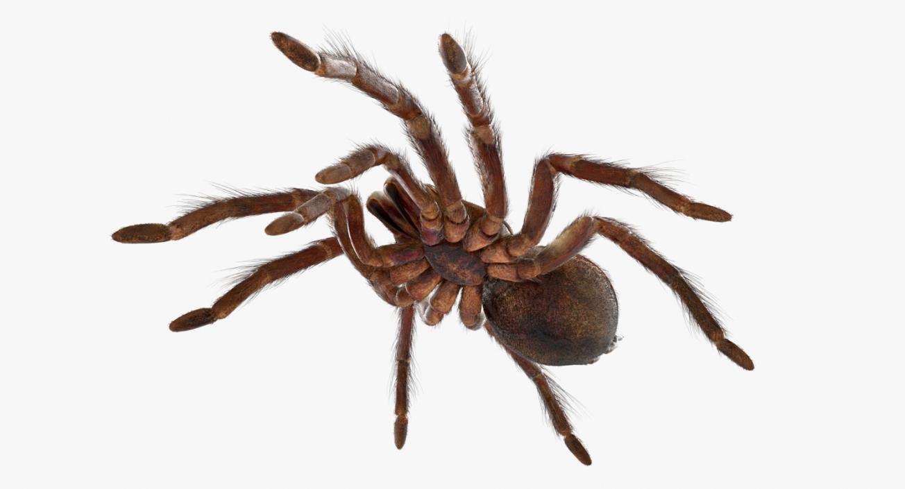 3D Goliath Birdeater with Fur