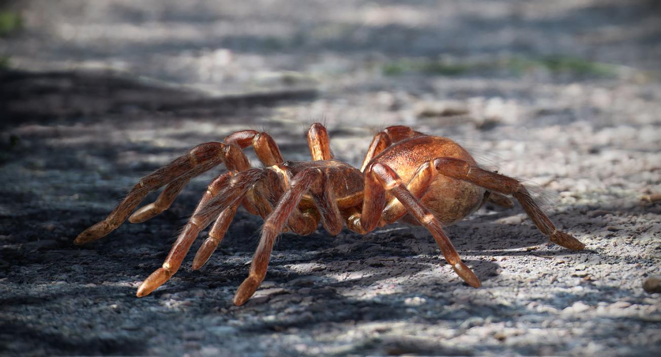 3D Goliath Birdeater with Fur