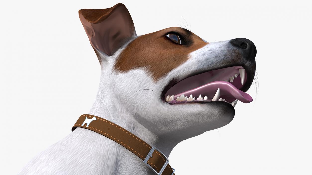 3D model White Jack Russell Terrier Fur Attention Pose