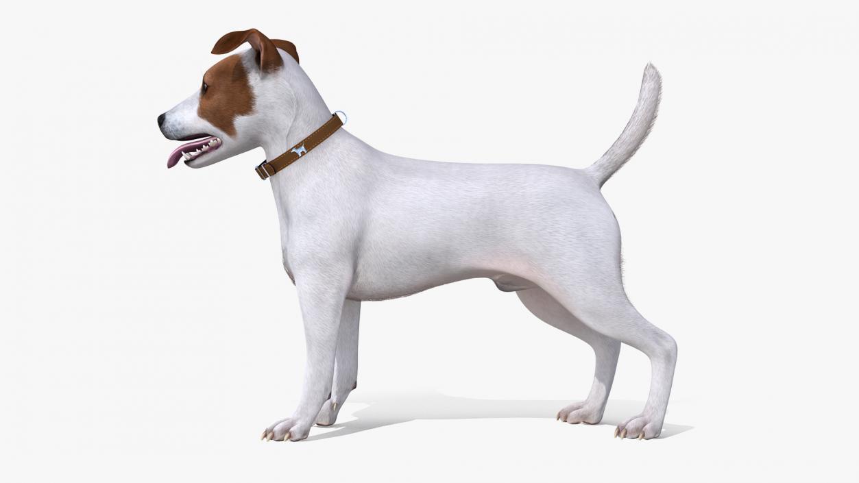 3D model White Jack Russell Terrier Fur Attention Pose