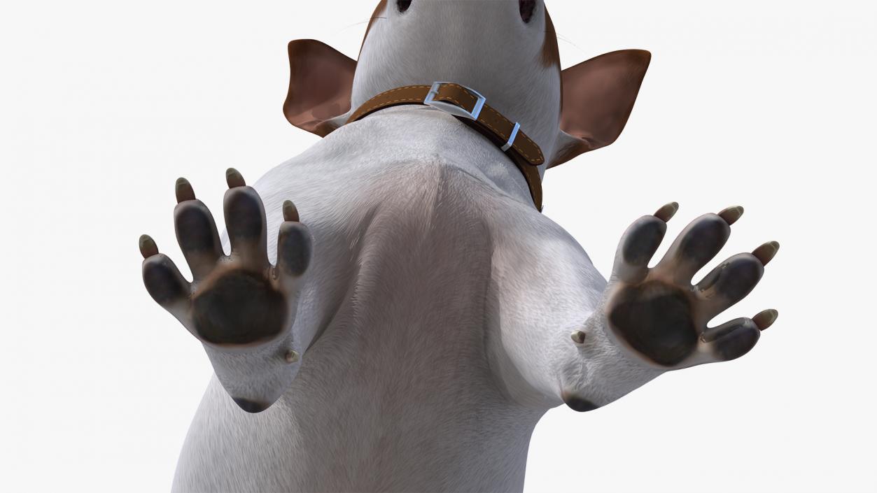 3D model White Jack Russell Terrier Fur Attention Pose